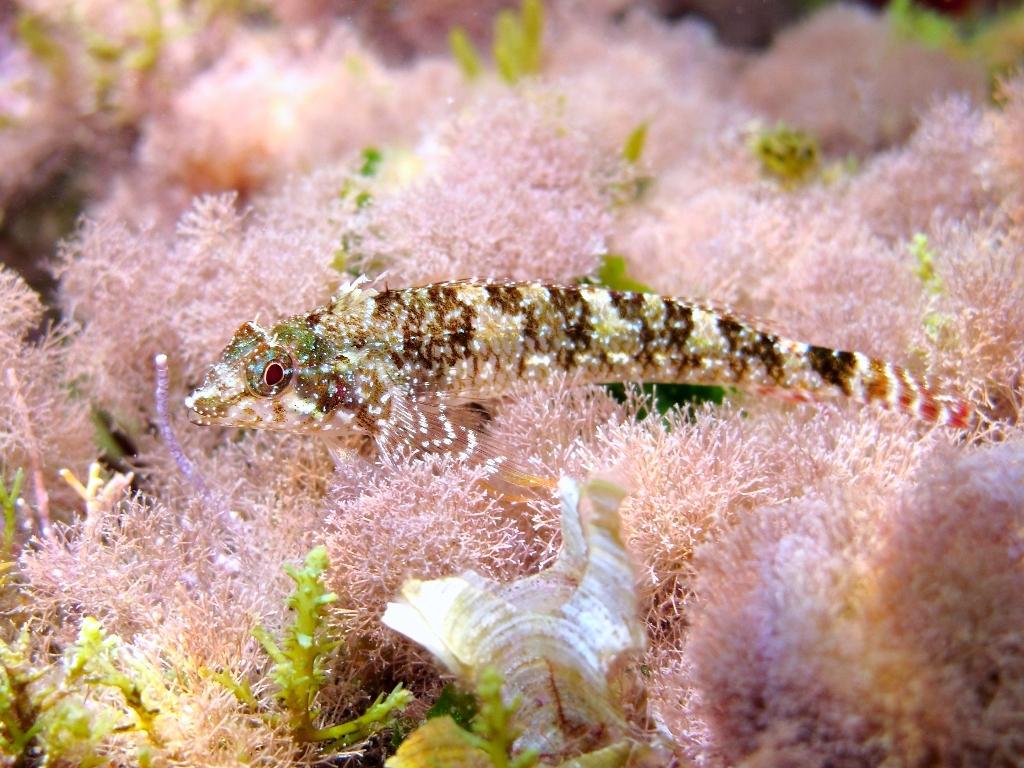 Tripterygion tartessicum(Carreras-C.,Pascual,Macpherson2007)